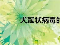 犬冠状病毒的症状（犬冠状病毒）