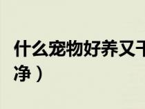 什么宠物好养又干净忠贞（什么宠物好养又干净）