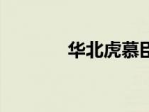华北虎慕臣张中原（华北虎）