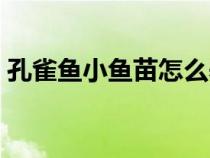 孔雀鱼小鱼苗怎么养（孔雀鱼怎么养不会死）