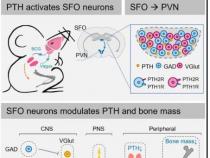 研究发现甲状旁腺激素介导大脑和骨骼之间的相互作用