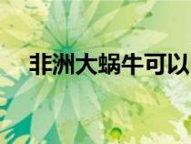 非洲大蜗牛可以吃吗（非洲大蜗牛能吃）