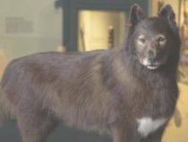 著名雪橇犬巴尔托的基因组揭示了工作犬的遗传适应性