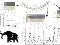 新的象牙分析技术揭示了雄性猛犸象中激增的睾丸激素