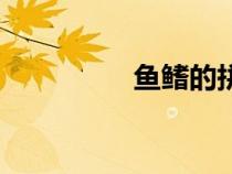 鱼鳍的拼音（鱼鳍图片）
