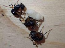 袋鼠岛蚂蚁装死以躲避捕食者