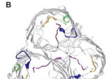 科学家揭示抗生素耐药性的根源