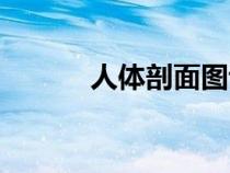 人体剖面图讲解（人体剖面图）