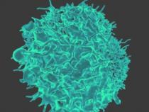 T细胞可以激活自身对抗肿瘤