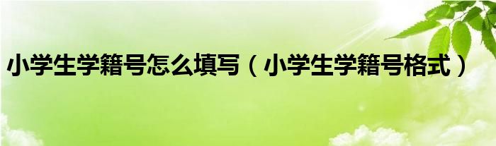 小学生学籍号怎么填写（小学生学籍号格式）