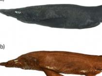 在博物馆发现独特的卵箱后发现的新鲨鱼物种