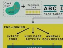 研究人员发现了一种改善非病毒基因编辑以及新型DNA修复的方法