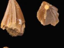 在摩洛哥发现的带有奇异螺丝刀牙齿的摩萨龙化石