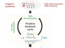 刺激细胞DNA修复机制的新方法可能对抗自闭症谱系障碍的主要原因