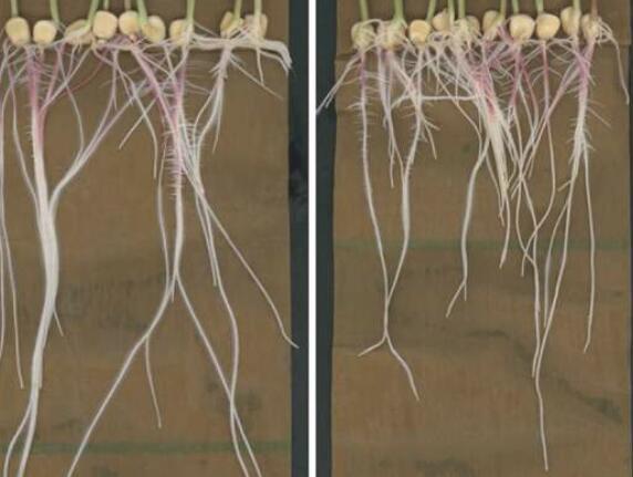 根化学物质的先进成像为植物生长提供了新的见解