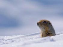 北极地松鼠正在改变冬眠模式以应对气候变化