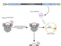 基因疗法首次拯救老年小鼠模型的听力