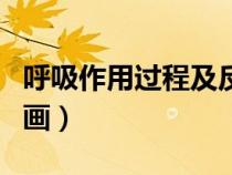 呼吸作用过程及反应方程式（呼吸作用过程动画）