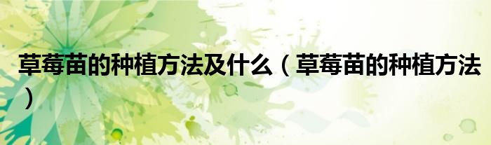 草莓苗的种植方法及什么（草莓苗的种植方法）