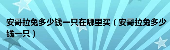 安哥拉兔多少钱一只在哪里买（安哥拉兔多少钱一只）