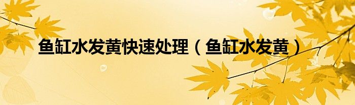 鱼缸水发黄快速处理（鱼缸水发黄）