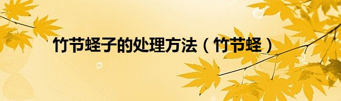竹节蛏子的处理方法（竹节蛏）