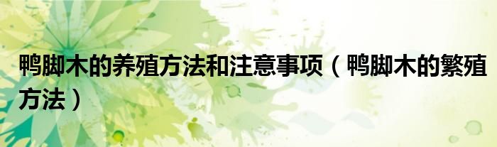 鸭脚木的养殖方法和注意事项（鸭脚木的繁殖方法）