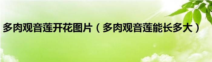 多肉观音莲开花图片（多肉观音莲能长多大）
