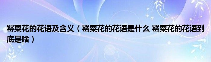 罂粟花的花语及含义（罂粟花的花语是什么 罂粟花的花语到底是啥）