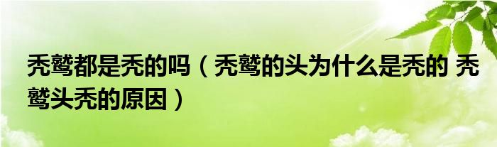 秃鹫都是秃的吗（秃鹫的头为什么是秃的 秃鹫头秃的原因）