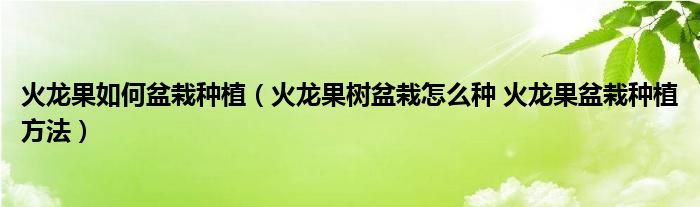 火龙果如何盆栽种植（火龙果树盆栽怎么种 火龙果盆栽种植方法）