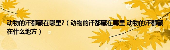 动物的汗都藏在哪里?（动物的汗都藏在哪里 动物的汗都藏在什么地方）