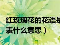 红玫瑰花的花语是什么意思（红玫瑰的花语代表什么意思）