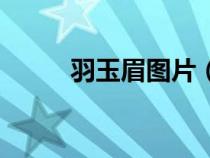 羽玉眉图片（羽玉眉是什么意思）