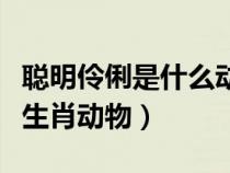 聪明伶俐是什么动物和生肖（聪明伶俐是什么生肖动物）