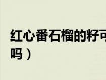 红心番石榴的籽可以吃吗（番石榴的籽可以吃吗）