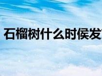石榴树什么时侯发芽（石榴树什么时候发芽）