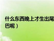 什么东西晚上才生出尾巴呢猜生肖（什么东西晚上才生出尾巴呢）