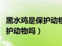 黑水鸡是保护动物吗可以食用吗（黑水鸡是保护动物吗）