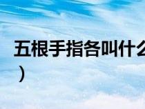 五根手指各叫什么（五根手指分别叫什么名字）