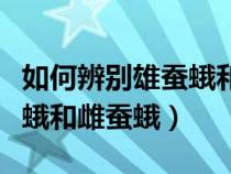 如何辨别雄蚕蛾和雌蚕蛾答案（如何辨别雄蚕蛾和雌蚕蛾）