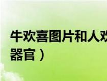 牛欢喜图片和人欢喜图片（牛欢喜是牛的什么器官）