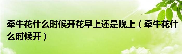 牵牛花什么时候开花早上还是晚上（牵牛花什么时候开）
