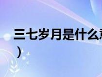三七岁月是什么意思?（三七岁月是指多少岁）