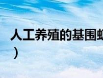 人工养殖的基围虾是海鲜吗（基围虾是海鲜吗）
