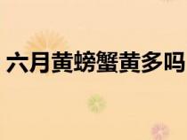 六月黄螃蟹黄多吗（六月黄是河蟹还是海蟹）