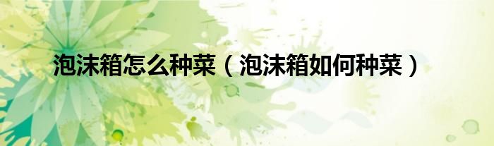 泡沫箱怎么种菜（泡沫箱如何种菜）