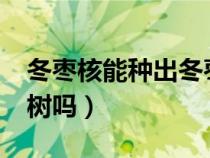 冬枣核能种出冬枣树苗吗?（冬枣核能种出枣树吗）