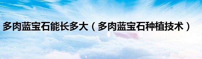 多肉蓝宝石能长多大（多肉蓝宝石种植技术）