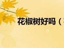 花椒树好吗（花椒树有什么禁忌吗）